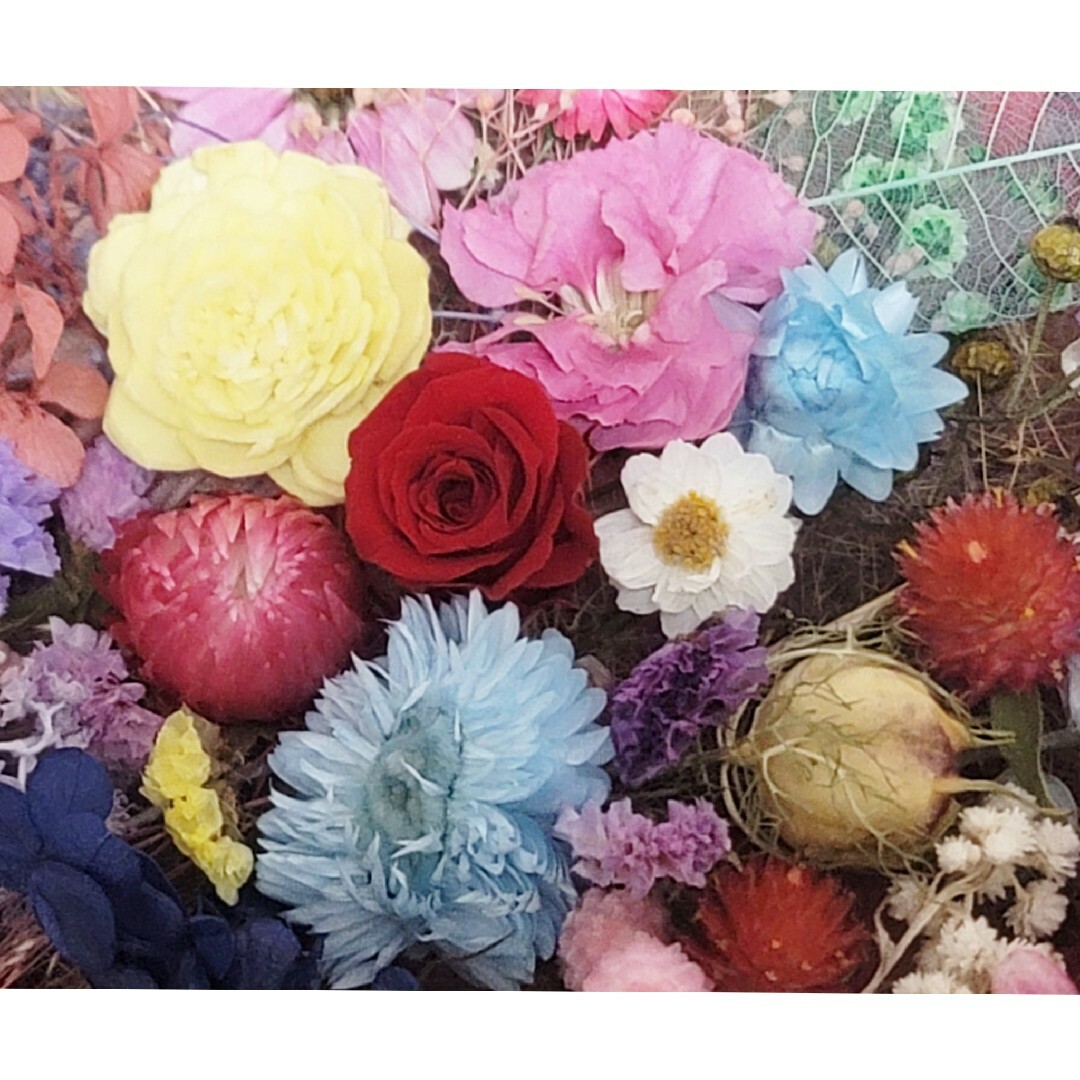 ドライフラワー花材(花色) ハンドメイドの素材/材料(その他)の商品写真