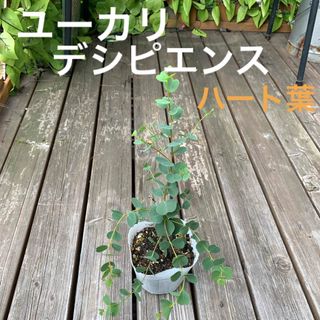 ユーカリ　デシピエンス　　ハートリーフ（ハート葉）(その他)