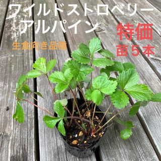 ワイルドストロベリー　アルパイン　特価　苗５本(その他)