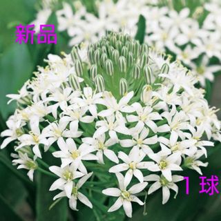 清楚な白花がまるでブーケのように咲く『シラー・ベルビアナホワイト』安心タキイ種苗(その他)