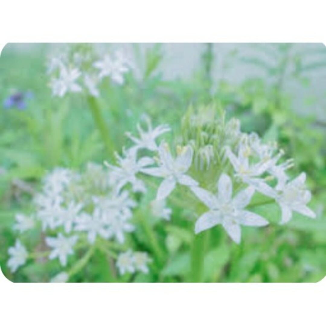 清楚な小花がまるでブーケのように咲く『シラー・ベルビアナホワイト』安心タキイ種苗 ハンドメイドのフラワー/ガーデン(その他)の商品写真