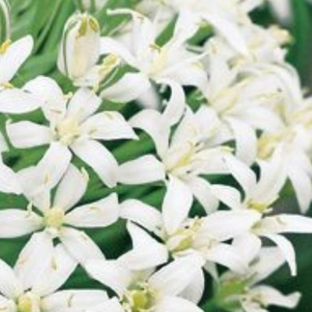 清楚な小花まるでブーケのように咲く『シラー・ベルビアナホワイト』安心タキイ種苗♫ ハンドメイドのフラワー/ガーデン(その他)の商品写真