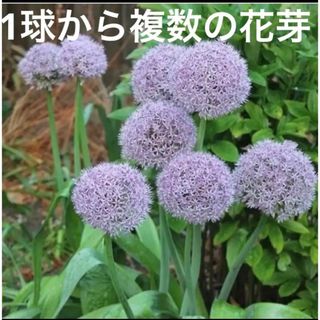 アリウム　パーティバルーンズ　1片(その他)