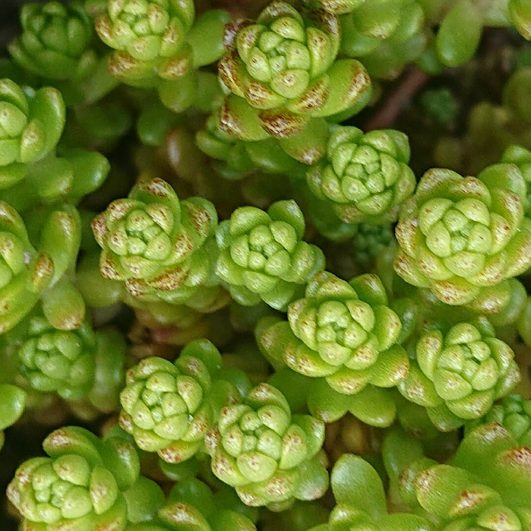 💕💙タイトゴメ💙💕多肉植物♪カット苗♪ ハンドメイドのフラワー/ガーデン(その他)の商品写真