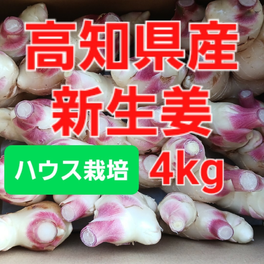 農家直送　高知県産新生姜　4kg 食品/飲料/酒の食品(野菜)の商品写真