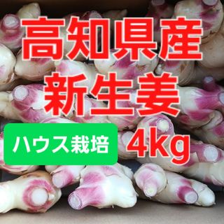 農家直送　高知県産新生姜　4kg(野菜)