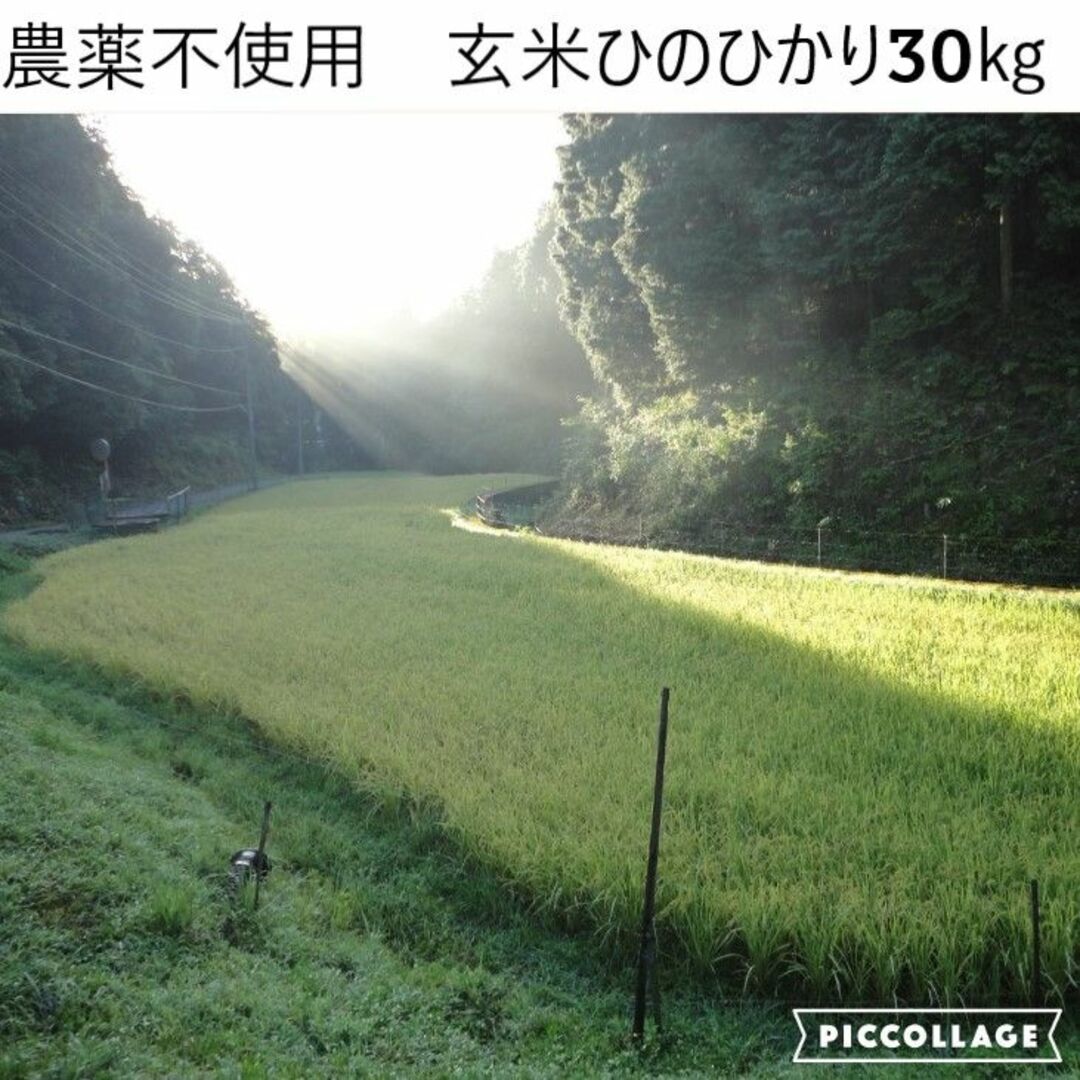 奈良県産無農薬ヒノヒカリ20kg-