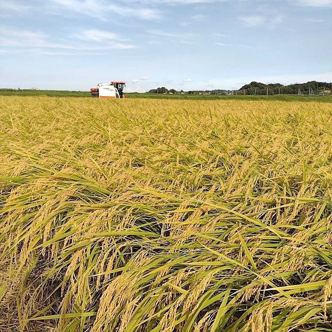 見事な創造力 令和5年産 茨城県産 特A 新米 コシヒカリ 白米 1kg 1キロ お試し_1