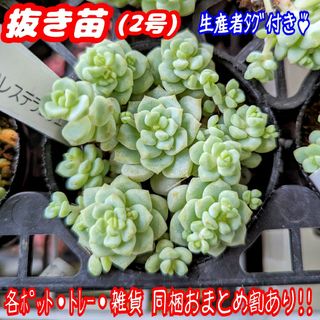 【抜き苗】ペレスデラロサエ 多肉植物 セダム 紅葉 プレステラ プラ鉢(その他)