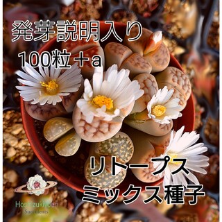 【今がまき時】 リトープス ミックス 種子 100粒＋a(その他)