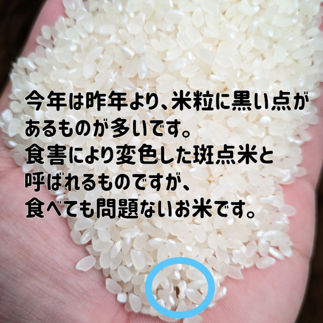 新米　by　令和5年産　玄米　岡山県産　きぬむすめ　20kg　農家直送の通販　もーりー81's　shop｜ラクマ