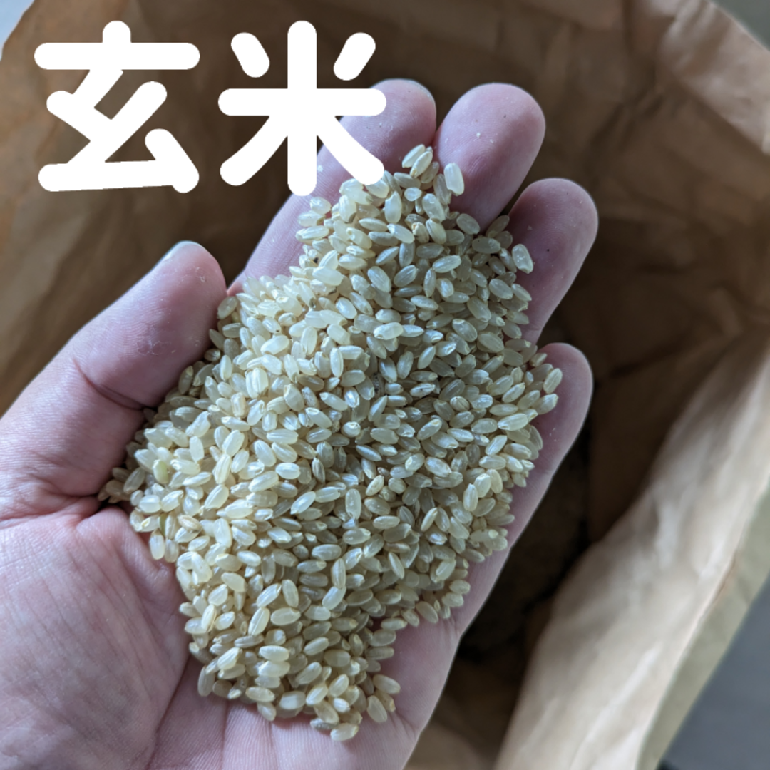 新米 岡山県産 きぬむすめ 精米 20kg 令和5年産 農家直送 新米 岡山県 きぬむすめ 令和5年産 白米 20kg