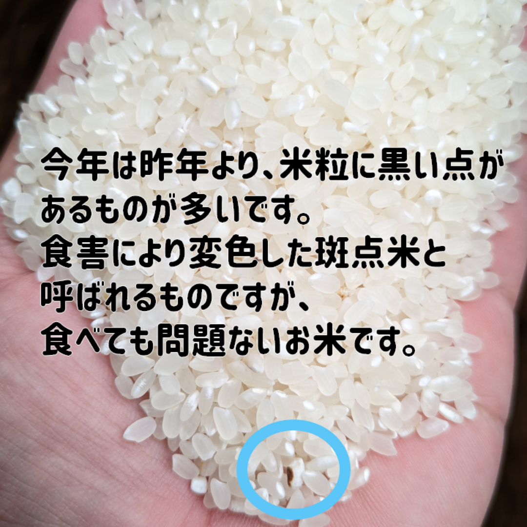 新米 岡山県産 きぬむすめ 精米 20kg 令和5年産 農家直送 新米 岡山県 きぬむすめ 令和5年産 白米 20kg