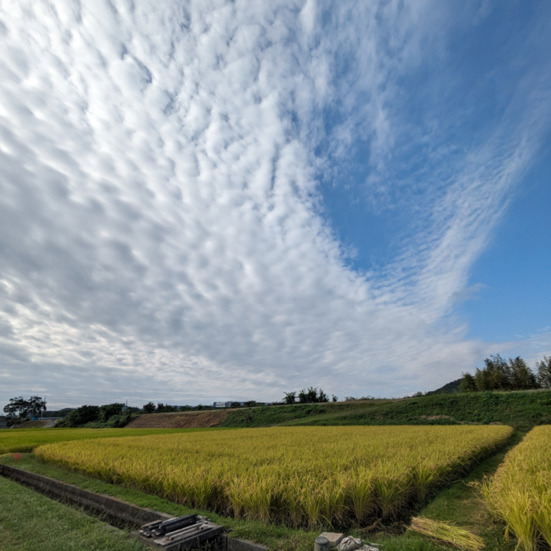 新米 岡山県産 きぬむすめ 精米 20kg 令和5年産 農家直送