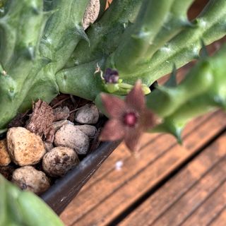 多肉植物　ガガイモ (その他)