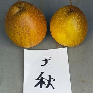 青森県産 王秋梨 果実重は約 650g で密で果汁が多く果汁糖度は 12% 前後(フルーツ)
