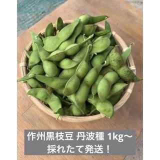 作州黒枝豆 丹波種 1kg(野菜)