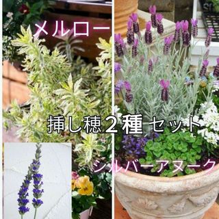 プランター(シルバー/銀色系)の通販 800点以上(ハンドメイド) | お