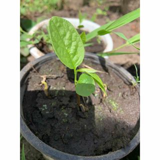 DAISY】デイジー グレー 植木鉢 鉢 おしゃれ 可愛い 25cm 鉢植えの通販