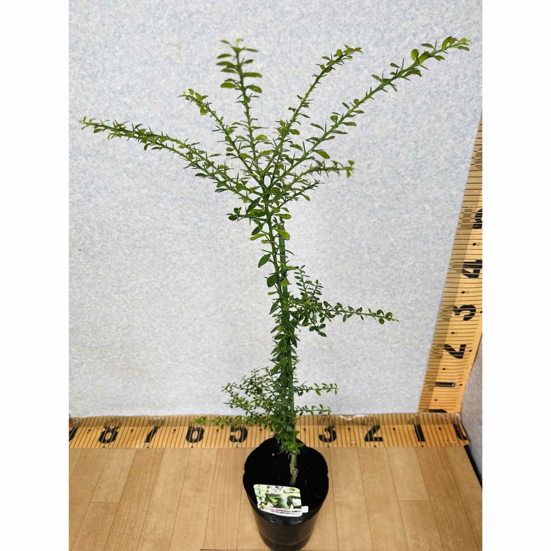 フィンガーライム接木苗／リックスレッド　8号鉢　植物✴︎柑橘苗