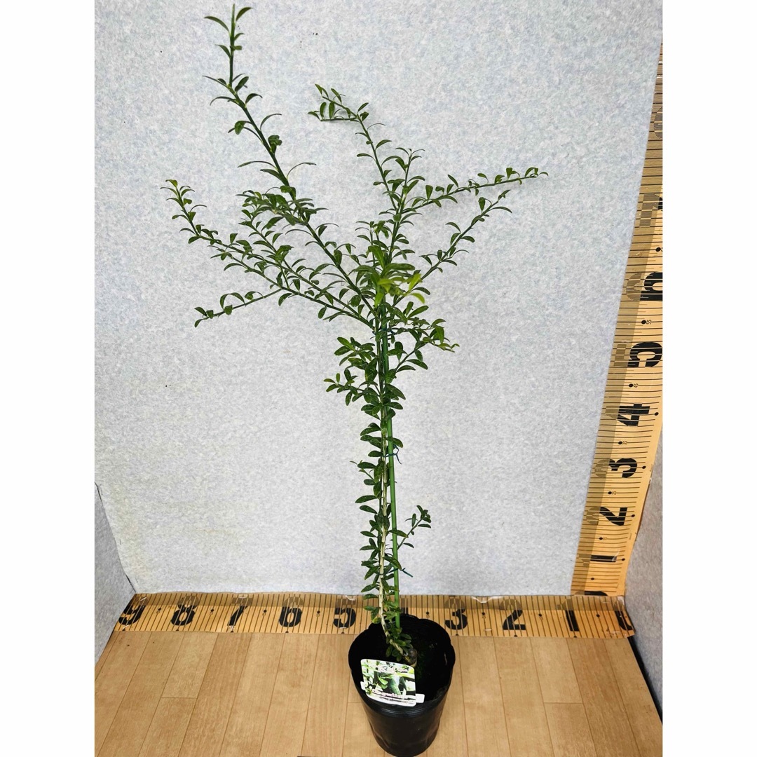 フィンガーライム接木苗／樹高140CM 大株 大型梱包 植物✴︎柑橘苗-