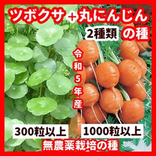 丸ニンジンの種【1000粒以上】＋ツボクサ【300粒以上】の種のセット(野菜)