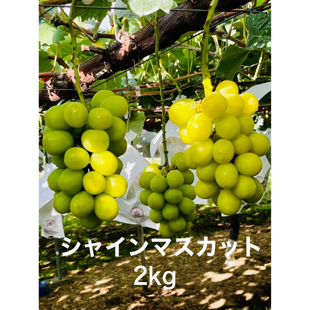 信州産　シャインマスカット　2kg 食品/飲料/酒の食品(フルーツ)の商品写真