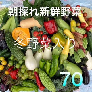 採れたて新鮮野菜詰め合わせ　70サイズ(野菜)