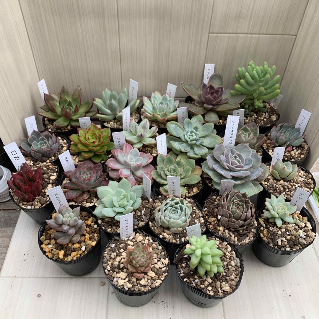 多肉植物 選べる5点セットの通販 by junjun's shop|ラクマ