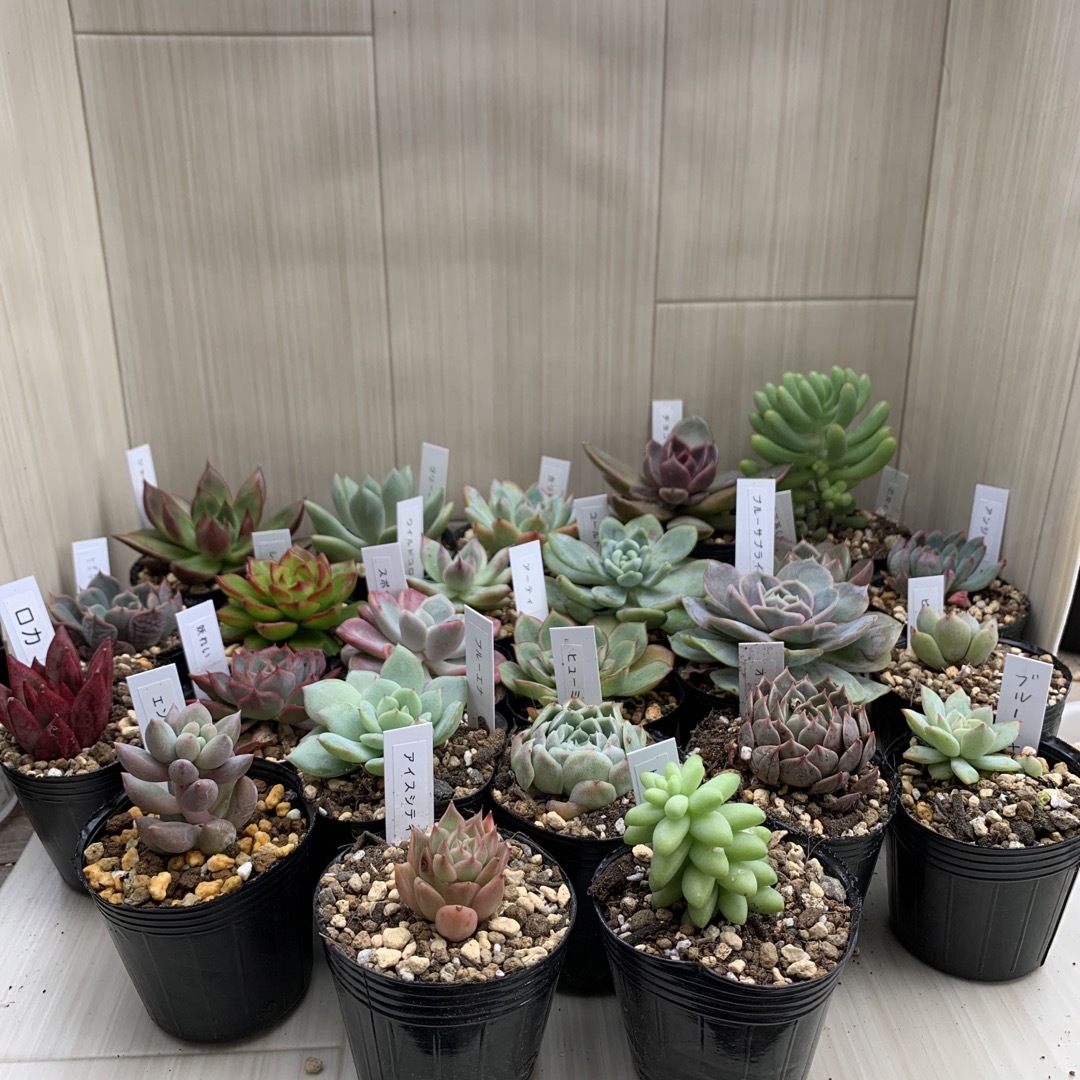 多肉植物 選べる5点セットの通販 by junjun's shop|ラクマ