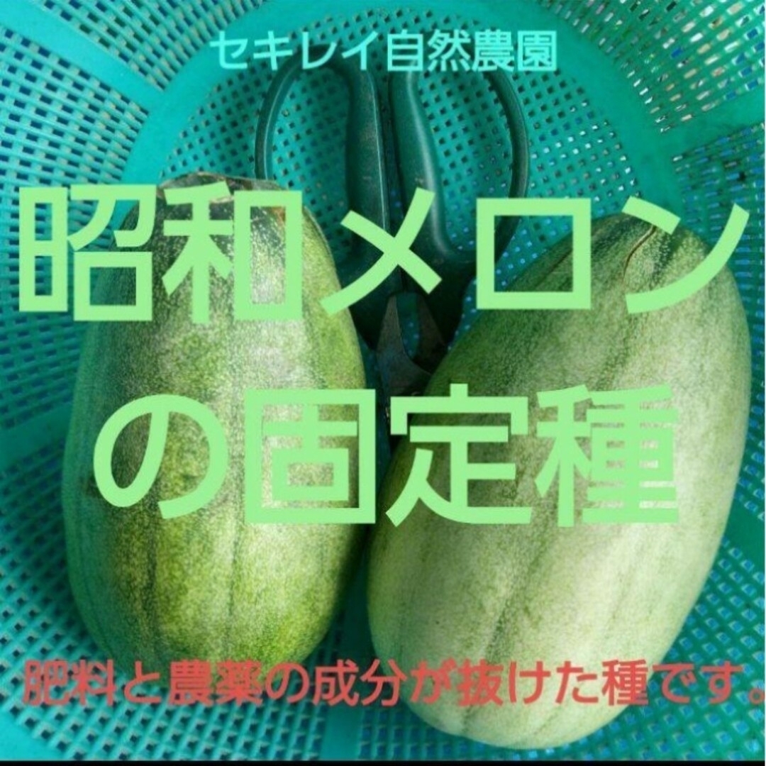 自然農法　昭和メロン（まくわうり）の固定種 食品/飲料/酒の食品(野菜)の商品写真