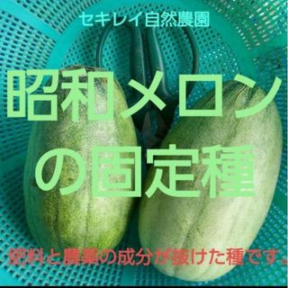 自然農法　昭和メロン（まくわうり）の固定種(野菜)