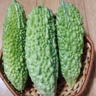 ゴーヤの種　20粒(野菜)