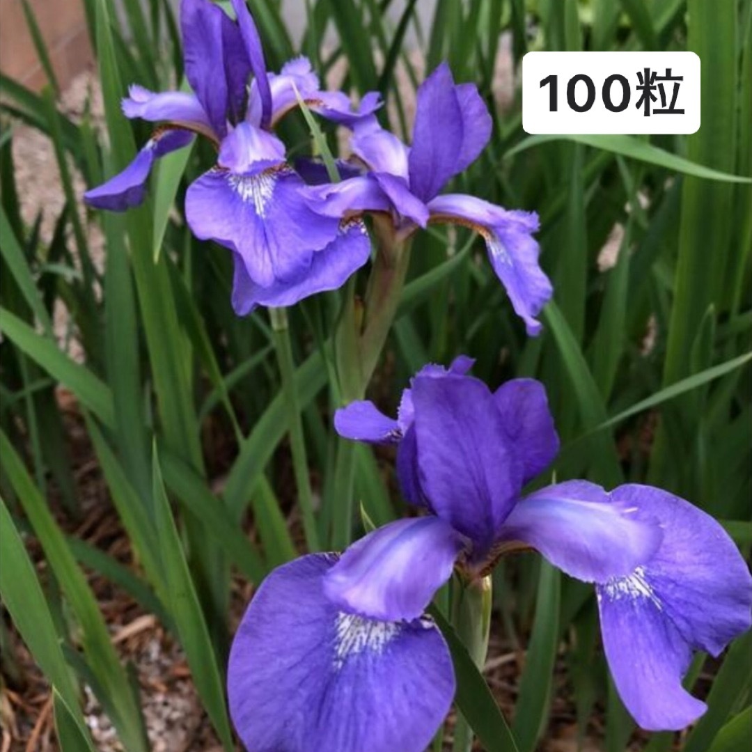 アヤメ 種 種子 紫 100粒 ハンドメイドのフラワー/ガーデン(その他)の商品写真
