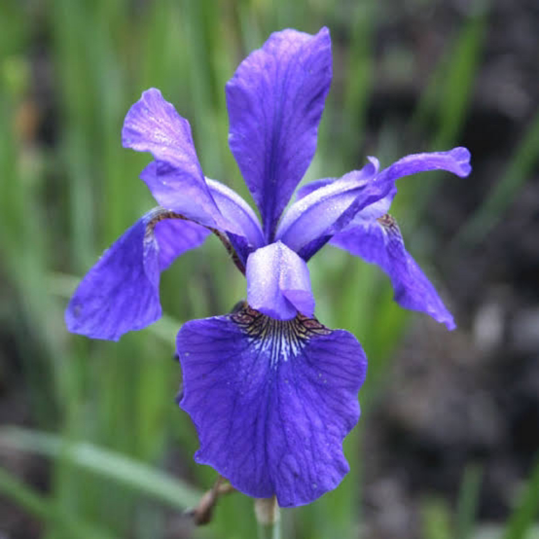 アヤメ 種 種子 紫 100粒 ハンドメイドのフラワー/ガーデン(その他)の商品写真
