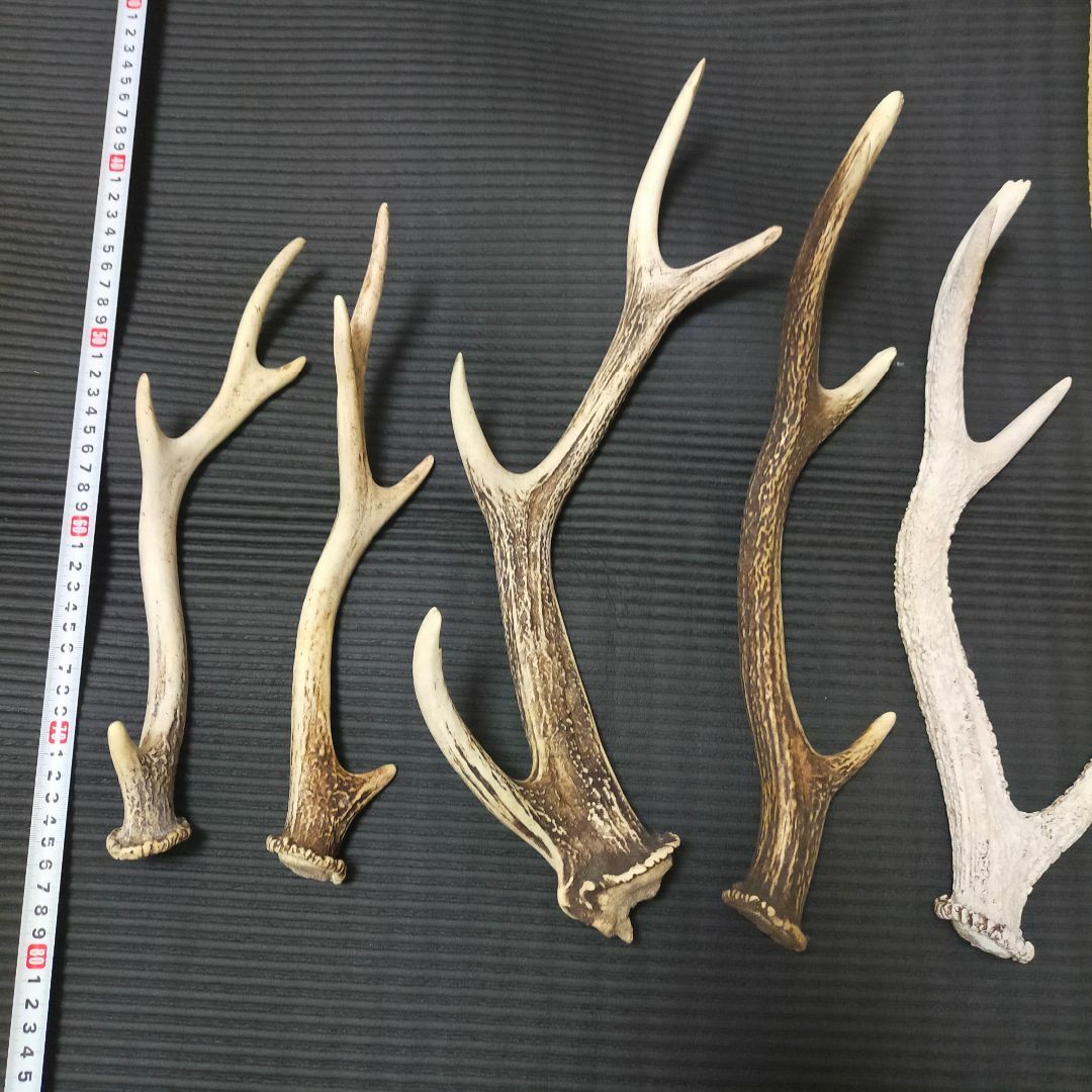 ニホンジカ 角 5本セット