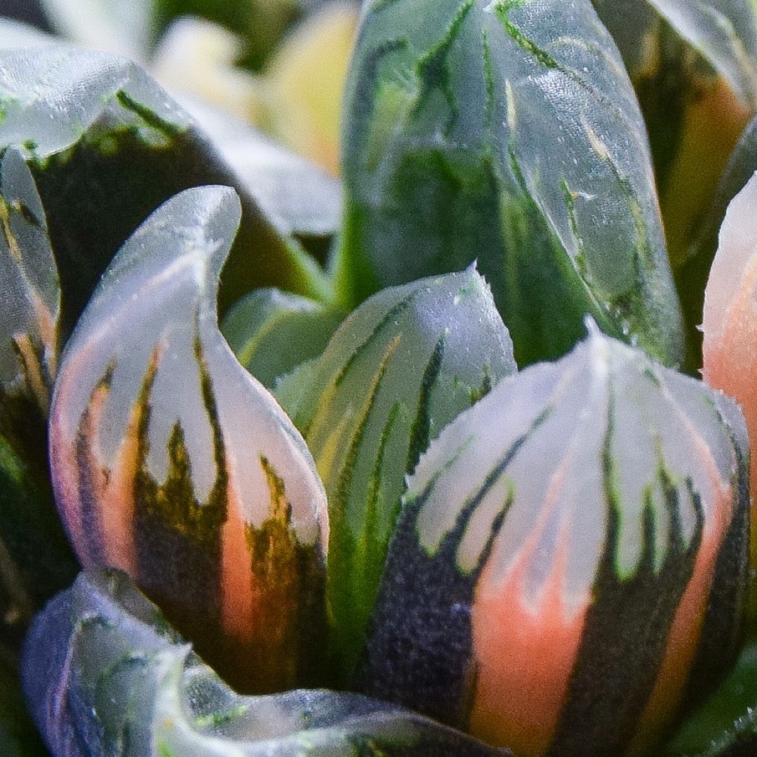 ハオルチア 黒葡萄錦 極上斑 ハンドメイドのフラワー/ガーデン(その他)の商品写真