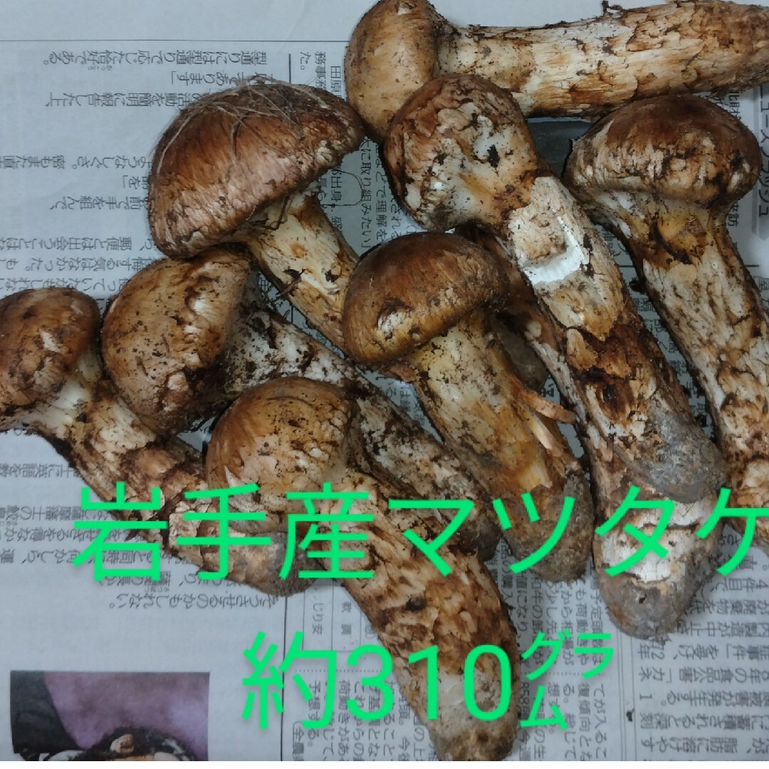 岩手産マツタケ(10/15) 食品/飲料/酒の食品(野菜)の商品写真