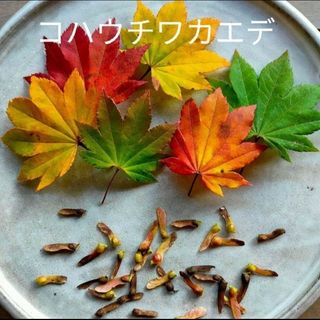 コハウチワカエデ花種(プランター)