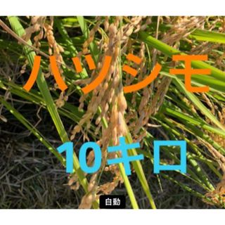 令和4年産　ハツシモ　玄米10キロ(米/穀物)