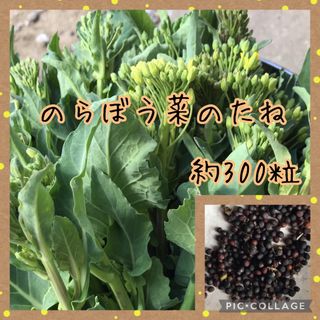 茎立菜  のらぼう菜  種 約300粒  令和5年採取(野菜)