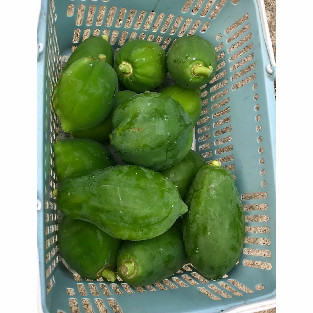 とれたて島野菜！沖縄産青パパイヤおまかせ2.5kg以上！サラダや炒め物にも！ 食品/飲料/酒の食品(野菜)の商品写真