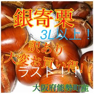 【お買い得】銀寄栗　3L以上　割れ 1.3kg(フルーツ)