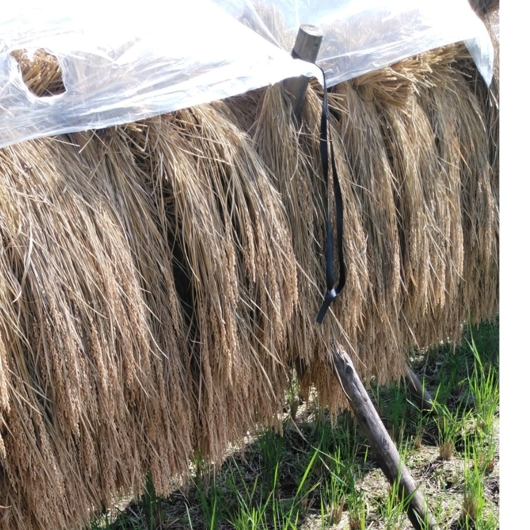 栃木県特一等米新米30キロ、玄米無農薬にて作り上げたこだわりの米- 令和3年産栃木県特一等米コシヒカリ玄米10キロ無農薬にて作り上げた自慢のお米です
