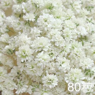 かすみ草　ドライフラワー　ホワイト80粒(ドライフラワー)