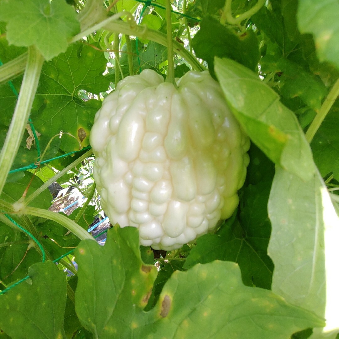 ゴーヤの種10粒　レイシ　無農薬栽培 食品/飲料/酒の食品(野菜)の商品写真