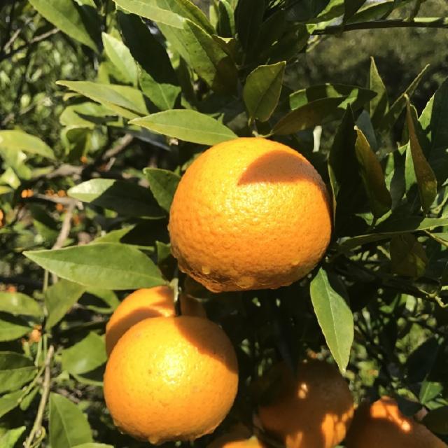 送料無料】屋久島たんかん 5kg 《訳あり品》無農薬・無化学肥料 送料無料】屋久島たんかん 5kg 《訳あり品》無農薬・無化学肥料