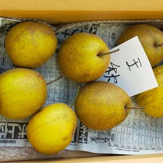 青森県産 王秋梨 果実重は約 650g で密で果汁が多く果汁糖度は 12% 前後(フルーツ)