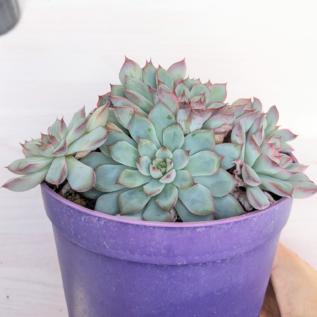 ぎゅうぎゅう☆ 多肉植物　プレリンゼ　群生　抜き苗