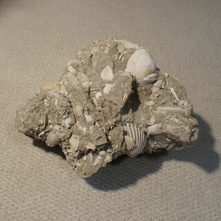 【千葉県】貝化石【shell19】(その他)